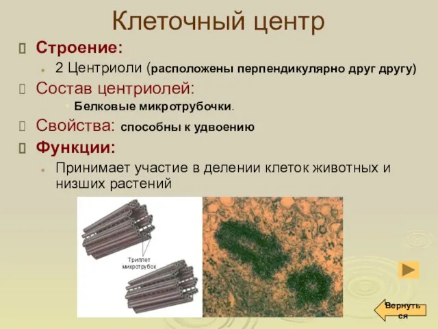 Клеточный центр Строение: 2 Центриоли (расположены перпендикулярно друг другу) Состав центриолей: