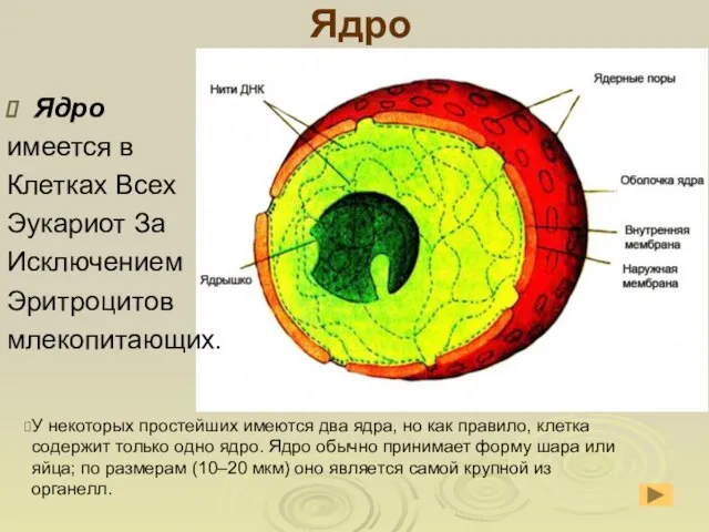 Ядро Ядро имеется в Клетках Всех Эукариот За Исключением Эритроцитов млекопитающих.