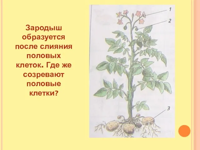 Зародыш образуется после слияния половых клеток. Где же созревают половые клетки?