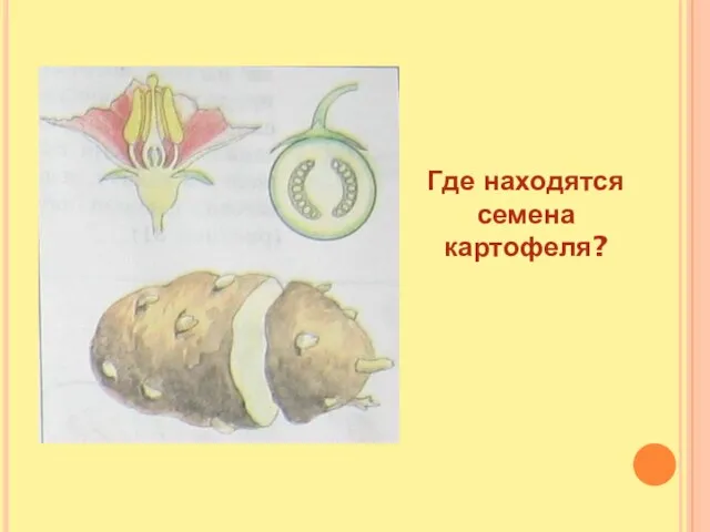 Где находятся семена картофеля?