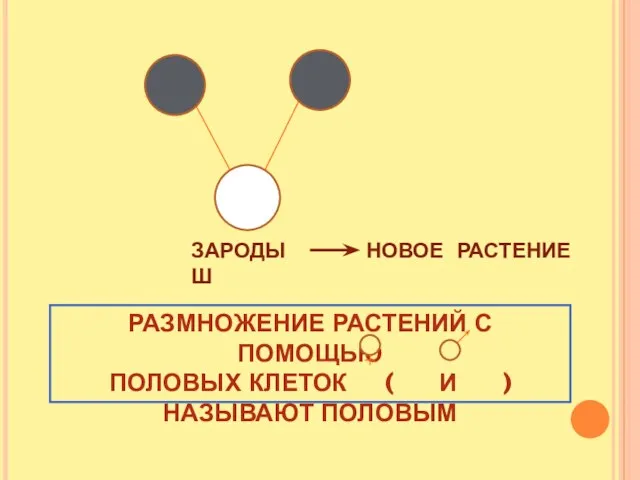 ЗАРОДЫШ НОВОЕ РАСТЕНИЕ РАЗМНОЖЕНИЕ РАСТЕНИЙ С ПОМОЩЬЮ ПОЛОВЫХ КЛЕТОК ( И ) НАЗЫВАЮТ ПОЛОВЫМ