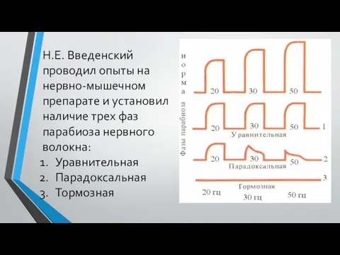 Н.Е. Введенский проводил опыты на нервно-мышечном препарате и установил наличие трех