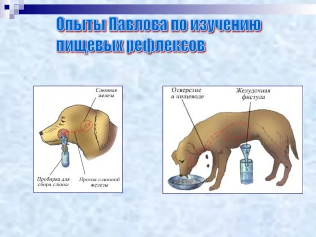 Опыты Павлова по изучению пищевых рефлексов