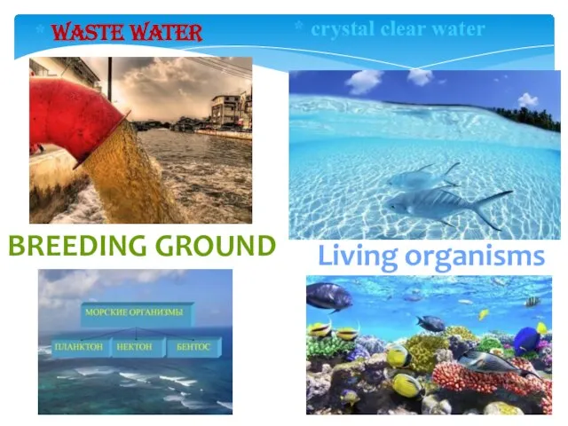 Waste water crystal clear water Living organisms BREEDING GROUND