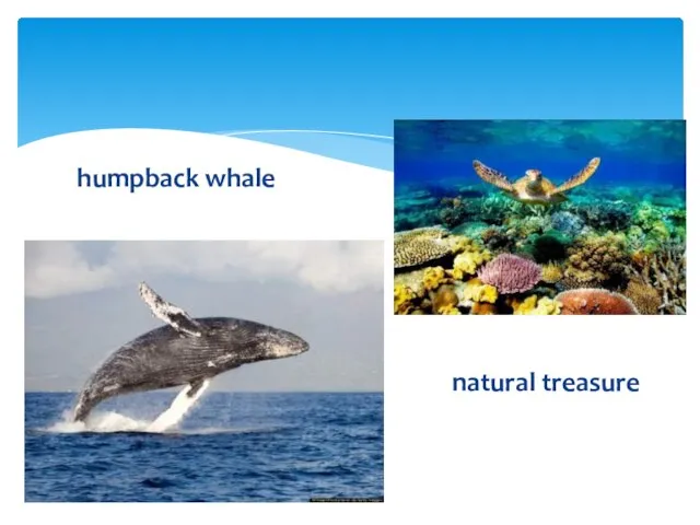 humpback whale natural treasure