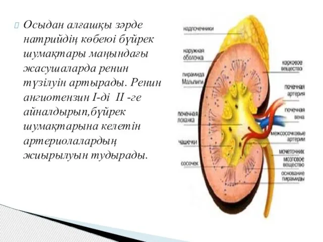 Осыдан алғашқы зәрде натрийдің көбеюі бүйрек шумақтары маңындағы жасушаларда ренин түзілуін