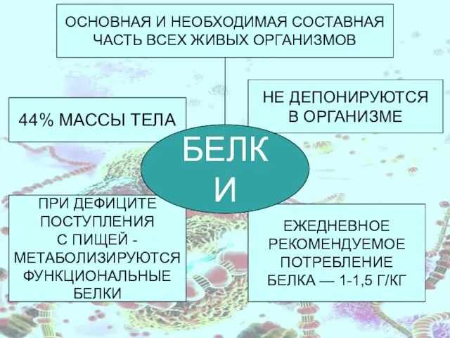 ПРИ ДЕФИЦИТЕ ПОСТУПЛЕНИЯ С ПИЩЕЙ - МЕТАБОЛИЗИРУЮТСЯ ФУНКЦИОНАЛЬНЫЕ БЕЛКИ ОСНОВНАЯ И