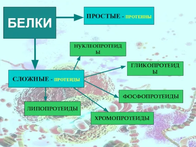 БЕЛКИ ПРОСТЫЕ - ПРОТЕИНЫ СЛОЖНЫЕ - ПРОТЕИДЫ НУКЛЕОПРОТЕИДЫ ХРОМОПРОТЕИДЫ ГЛИКОПРОТЕИДЫ ФОСФОПРОТЕИДЫ ЛИПОПРОТЕИДЫ