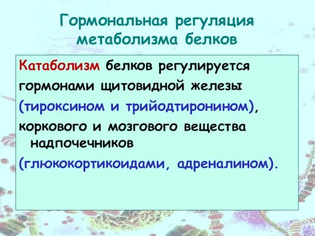 Гормональная регуляция метаболизма белков Катаболизм белков регулируется гормонами щитовидной железы (тироксином