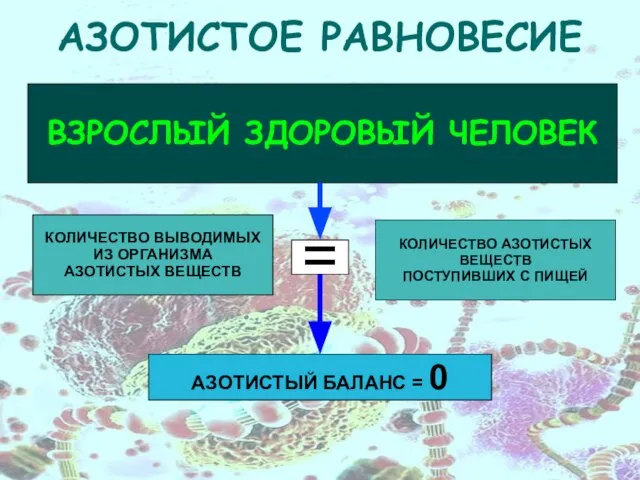 ВЗРОСЛЫЙ ЗДОРОВЫЙ ЧЕЛОВЕК АЗОТИСТОЕ РАВНОВЕСИЕ КОЛИЧЕСТВО ВЫВОДИМЫХ ИЗ ОРГАНИЗМА АЗОТИСТЫХ ВЕЩЕСТВ