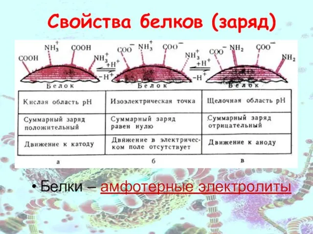 Свойства белков (заряд) Белки – амфотерные электролиты