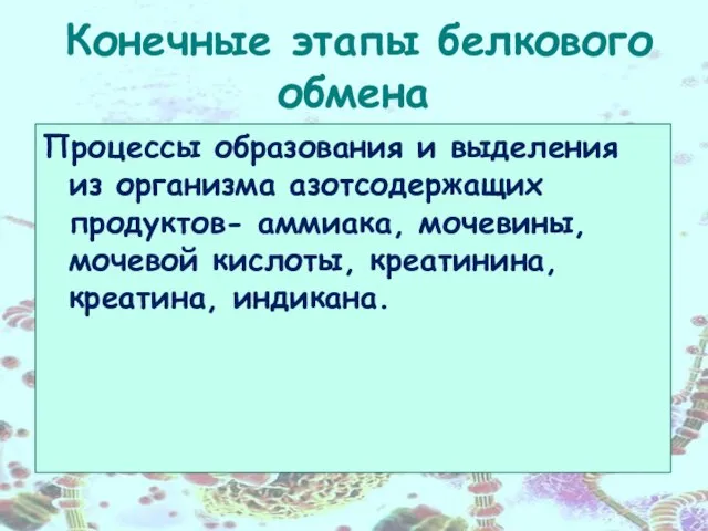 Конечные этапы белкового обмена Процессы образования и выделения из организма азотсодержащих