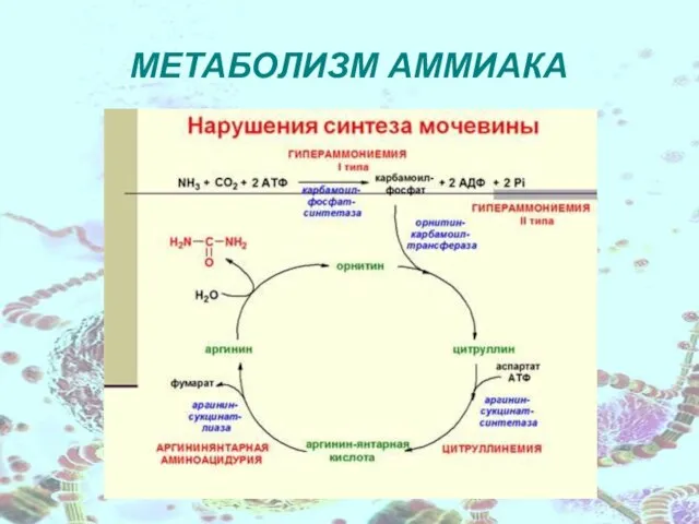 МЕТАБОЛИЗМ АММИАКА