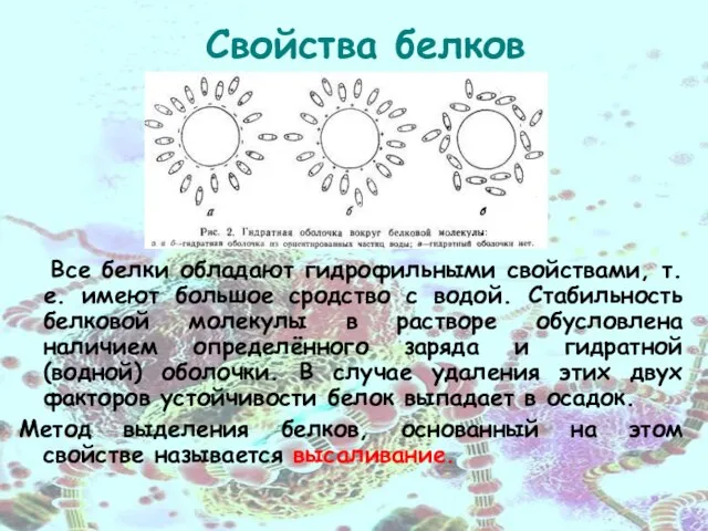 Свойства белков Все белки обладают гидрофильными свойствами, т.е. имеют большое сродство