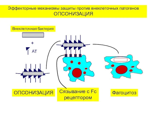 Эффекторные механизмы защиты против внеклеточных патогенов ОПСОНИЗАЦИЯ ОПСОНИЗАЦИЯ