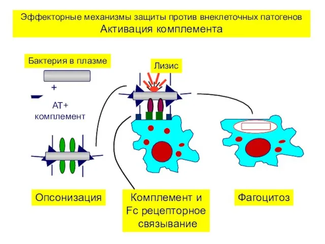 Эффекторные механизмы защиты против внеклеточных патогенов Активация комплемента Лизис