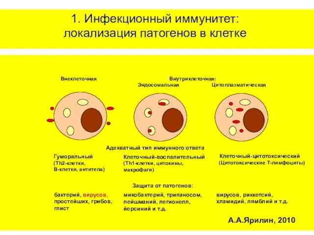 1. Инфекционный иммунитет: локализация патогенов в клетке А.А.Ярилин, 2010