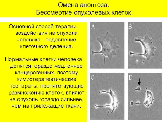 Омена апоптоза. Бессмертие опухолевых клеток. Основной способ терапии, воздействия на опухоли