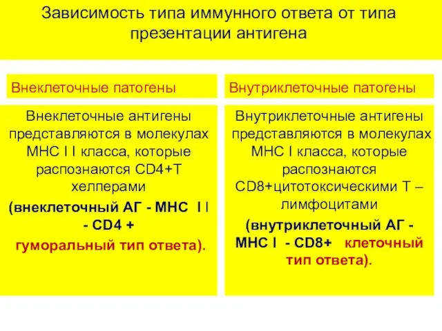 Зависимость типа иммунного ответа от типа презентации антигена Внеклеточные патогены Внеклеточные