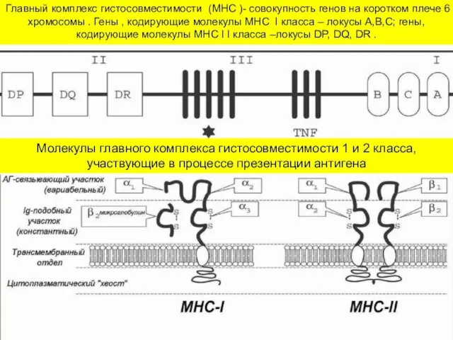 Главный комплекс гистосовместимости (MHC )- совокупность генов на коротком плече 6