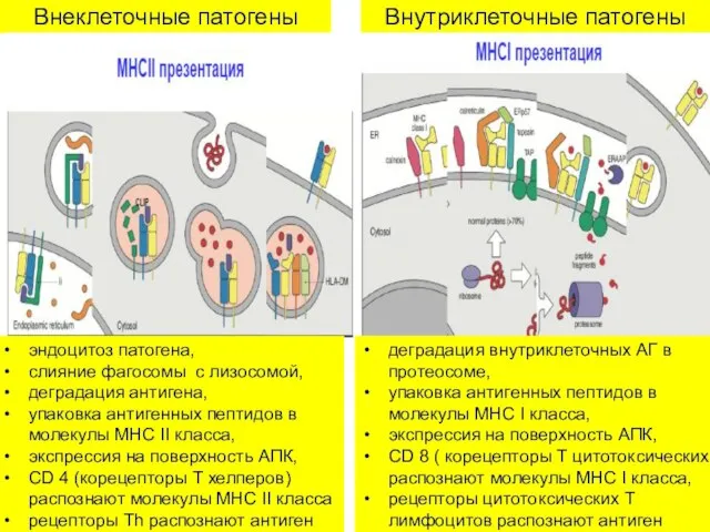 Внеклеточные патогены Внутриклеточные патогены эндоцитоз патогена, слияние фагосомы с лизосомой, деградация