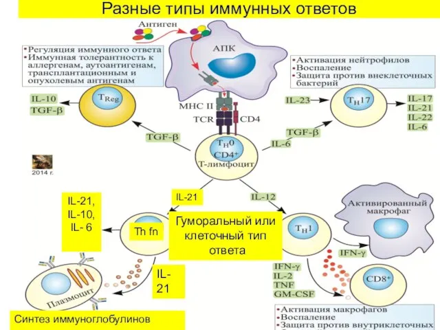 Разные типы иммунных ответов Th fn IL- 21 IL-21, IL-10, IL-