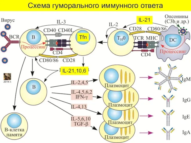 Схема гуморального иммунного ответа Tfn IL-21,10,6 IL-21