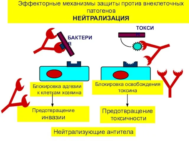 Эффекторные механизмы защиты против внеклеточных патогенов НЕЙТРАЛИЗАЦИЯ Нейтрализующие антитела БАКТЕРИЯ ТОКСИН