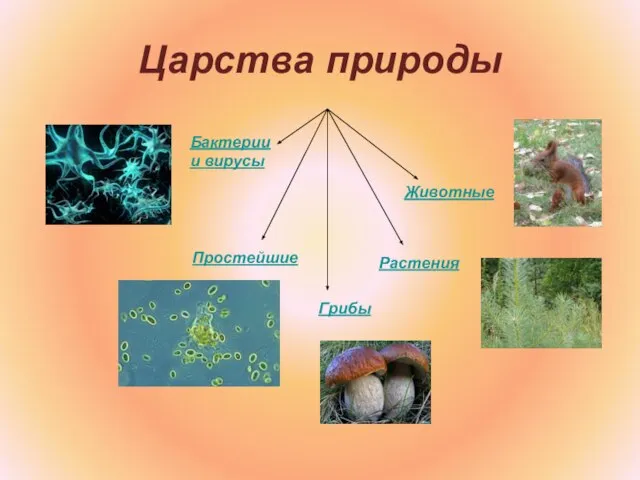 Царства природы Грибы Бактерии и вирусы Животные Простейшие Растения