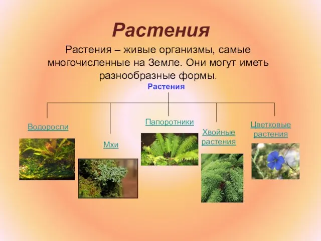 Растения Растения – живые организмы, самые многочиcленные на Земле. Они могут