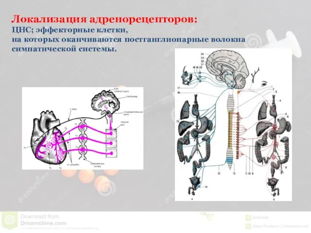 Локализация адренорецепторов: ЦНС; эффекторные клетки, на которых оканчиваются постганглионарные волокна симпатической системы.