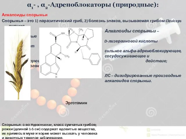 α1- , α2-Адреноблокаторы (природные): Алкалоиды спорыньи Спорынья – это 1) паразитический