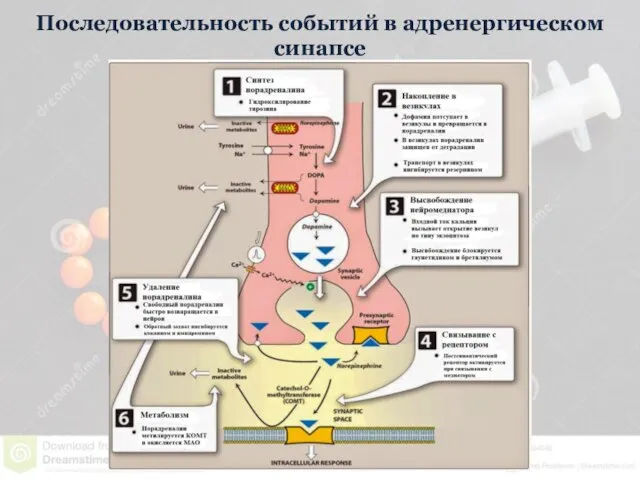 Последовательность событий в адренергическом синапсе