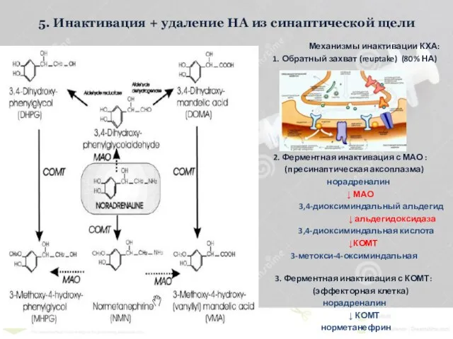 5. Инактивация + удаление НА из синаптической щели Механизмы инактивации КХА: