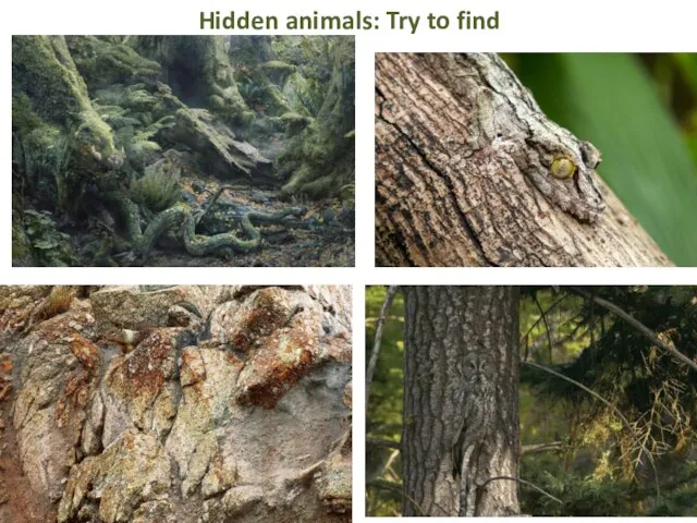 Hidden animals: Try to find