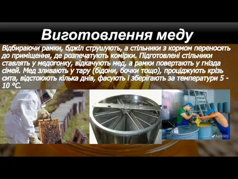 Відбираючи рамки, бджіл струшують, а стільники з кормом переносять до приміщення,