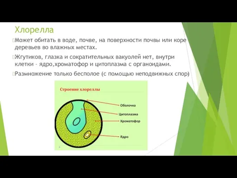 Хлорелла Может обитать в воде, почве, на поверхности почвы или коре