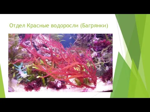 Отдел Красные водоросли (Багрянки)