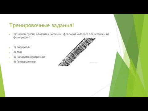 Тренировочные задания! 1)К какой группе относится растение, фрагмент которого представлен на