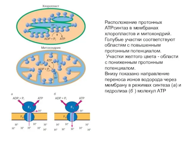 Расположение протонных АТРсинтаз в мембранах хлоропластов и митохондрий. Голубые участки соответствуют