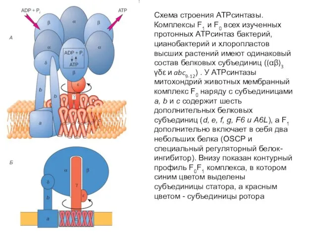 Схема строения АТРсинтазы. Комплексы F1 и F0 всех изученных протонных АТРсинтаз