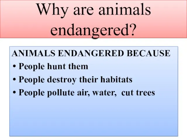 Why are animals endangered? ANIMALS ENDANGERED BECAUSE People hunt them People