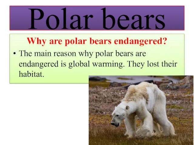 Polar bears Why are polar bears endangered? The main reason why