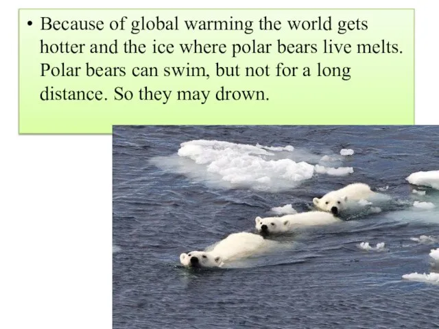 Because of global warming the world gets hotter and the ice