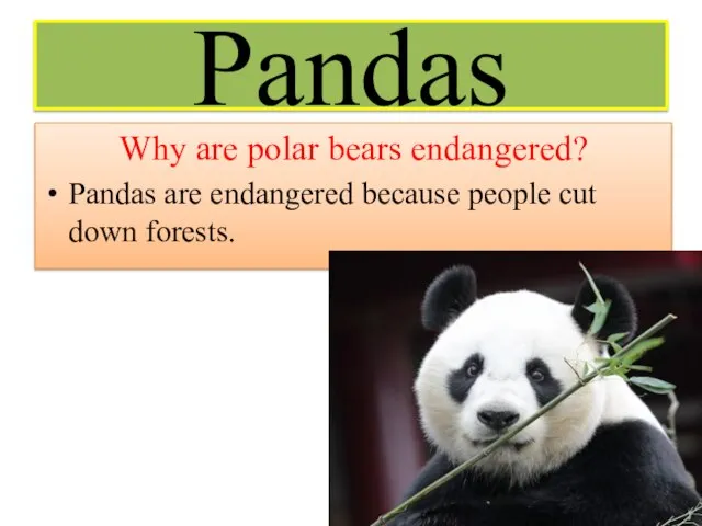 Pandas Why are polar bears endangered? Pandas are endangered because people cut down forests.