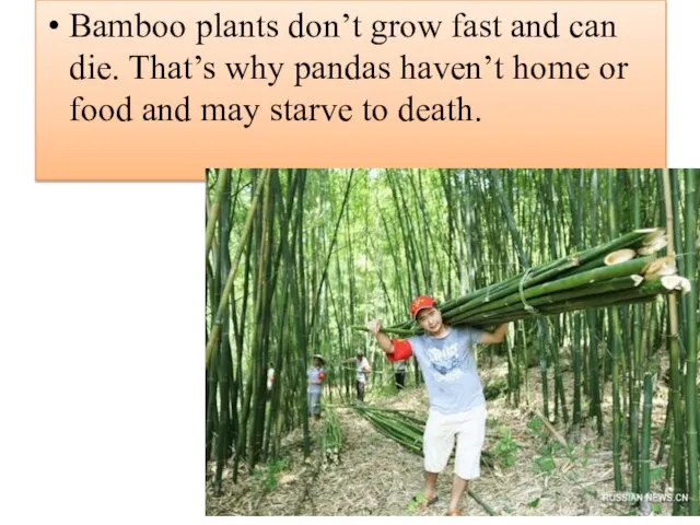 Bamboo plants don’t grow fast and can die. That’s why pandas