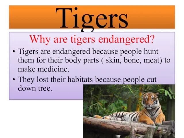 Tigers Why are tigers endangered? Tigers are endangered because people hunt