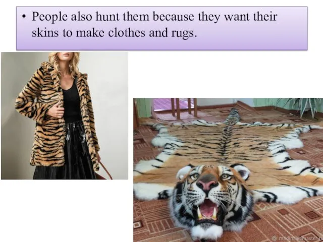 People also hunt them because they want their skins to make clothes and rugs.