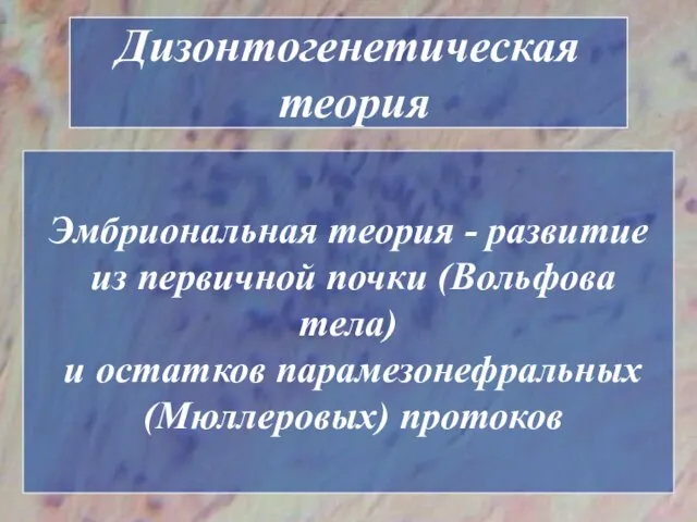 Дизонтогенетическая теория Эмбриональная теория - развитие из первичной почки (Вольфова тела) и остатков парамезонефральных (Мюллеровых) протоков