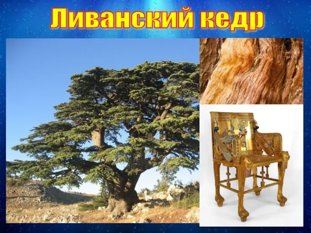 Ливанский кедр